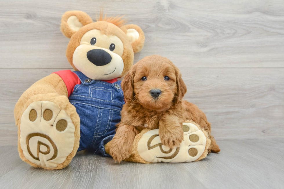 Best Mini Goldendoodle Baby