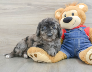 7 week old Mini Goldendoodle Puppy For Sale - Premier Pups