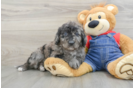 Cute Mini Goldendoodle Baby