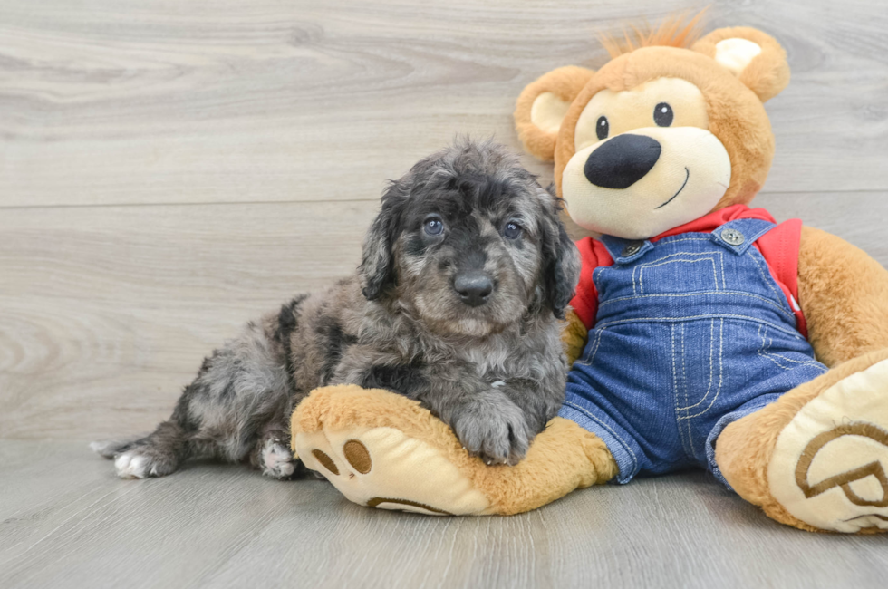 6 week old Mini Goldendoodle Puppy For Sale - Premier Pups