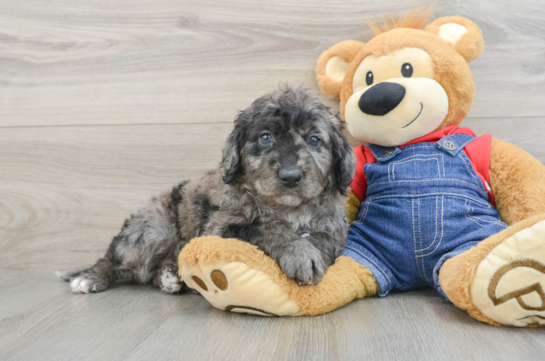 Cute Mini Goldendoodle Baby