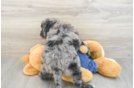 Mini Goldendoodle Pup Being Cute