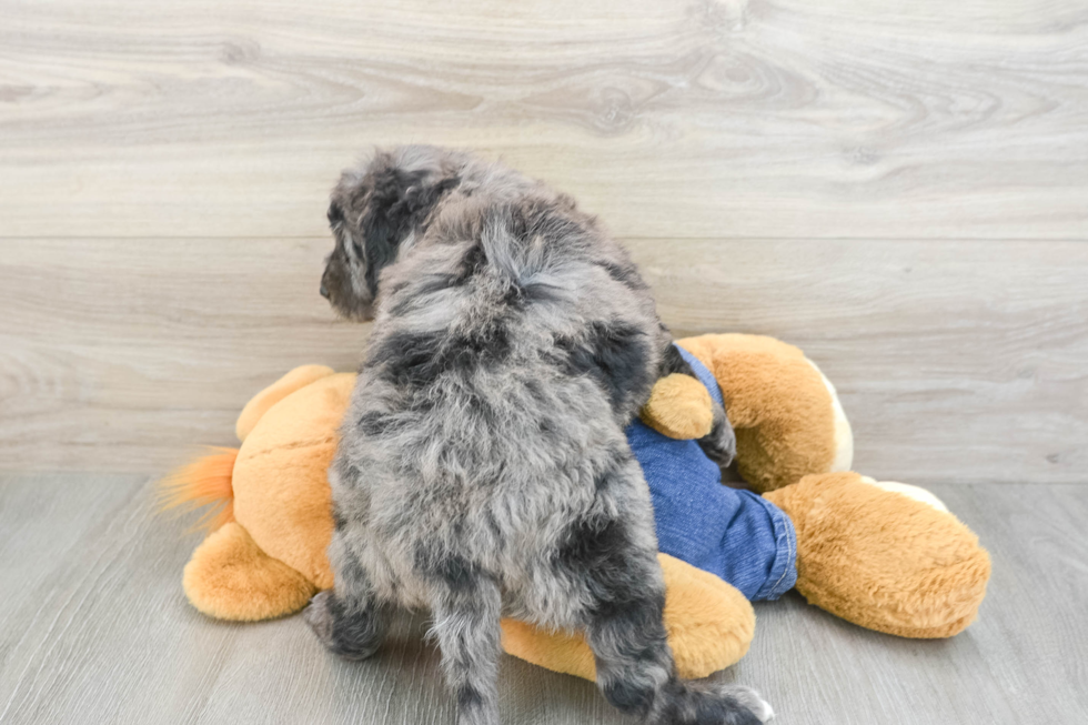 Mini Goldendoodle Pup Being Cute
