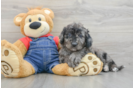 Mini Goldendoodle Pup Being Cute