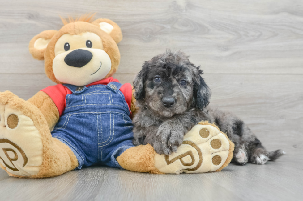 Mini Goldendoodle Pup Being Cute