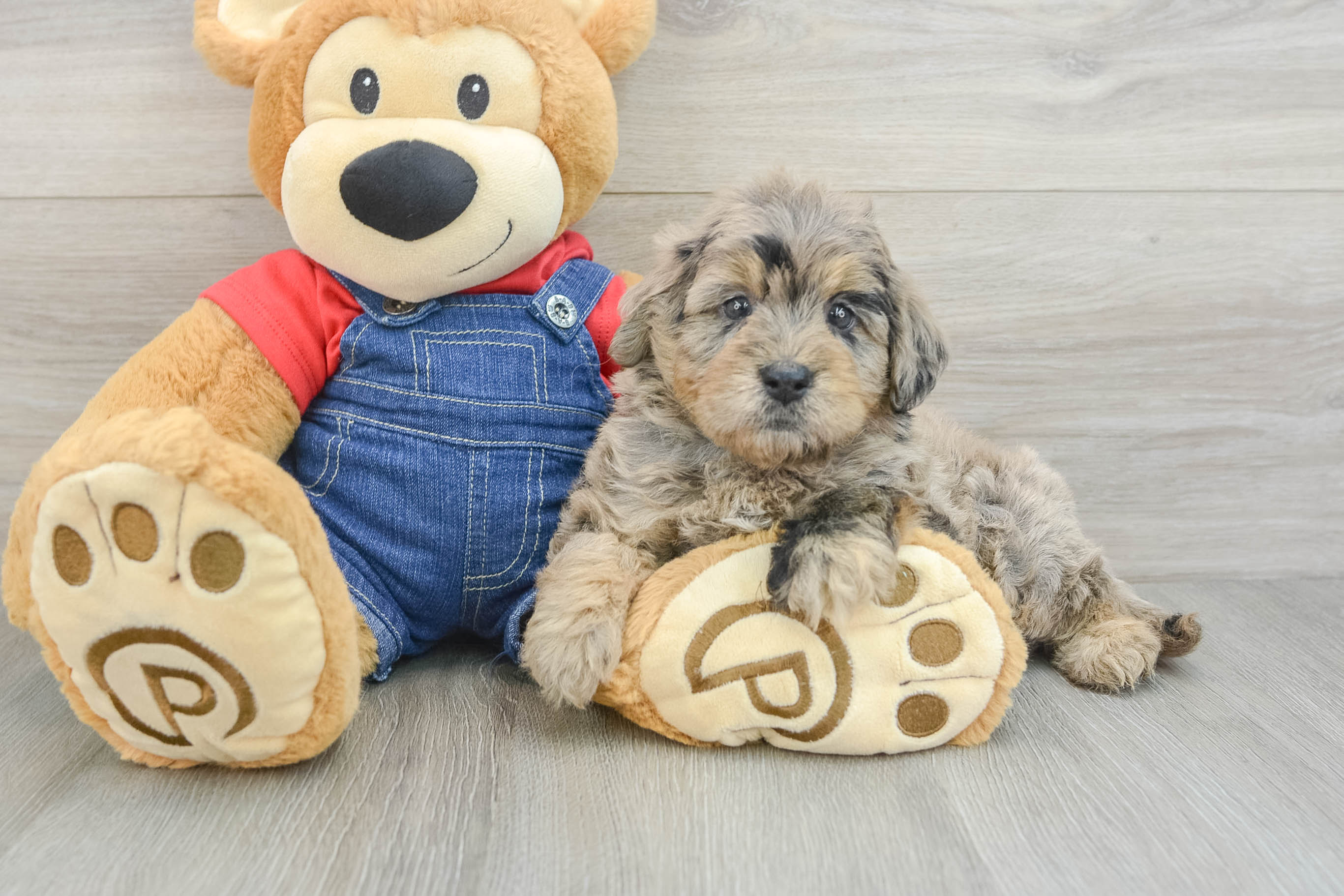 Mini Goldendoodle Puppy for Adoption