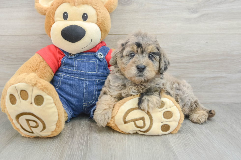 5 week old Mini Goldendoodle Puppy For Sale - Premier Pups