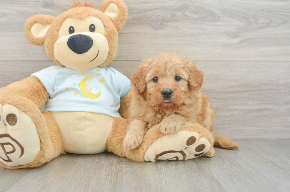 5 week old Mini Goldendoodle Puppy For Sale - Premier Pups