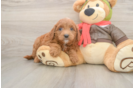 Mini Goldendoodle Puppy for Adoption