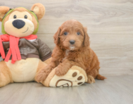 6 week old Mini Goldendoodle Puppy For Sale - Premier Pups