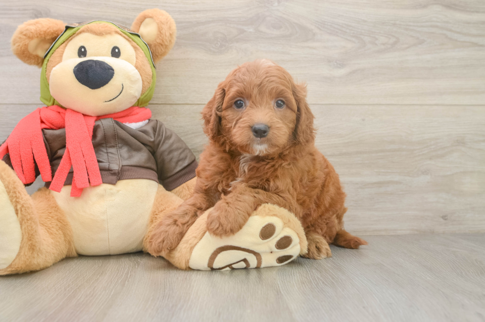5 week old Mini Goldendoodle Puppy For Sale - Premier Pups