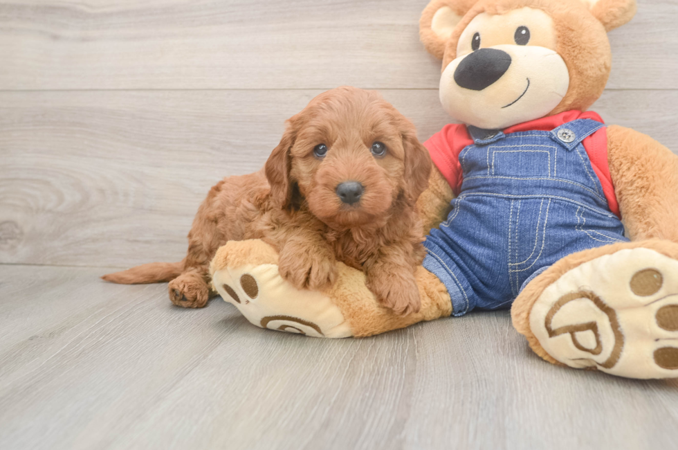 5 week old Mini Goldendoodle Puppy For Sale - Premier Pups