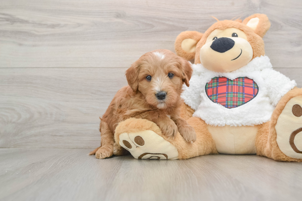 Mini Goldendoodle Puppy for Adoption
