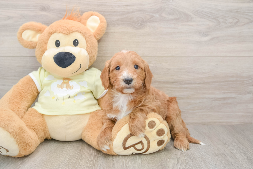 Mini Goldendoodle Puppy for Adoption