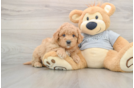 Mini Goldendoodle Pup Being Cute
