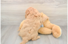 Petite Mini Goldendoodle Poodle Mix Pup