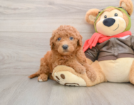 6 week old Mini Goldendoodle Puppy For Sale - Premier Pups