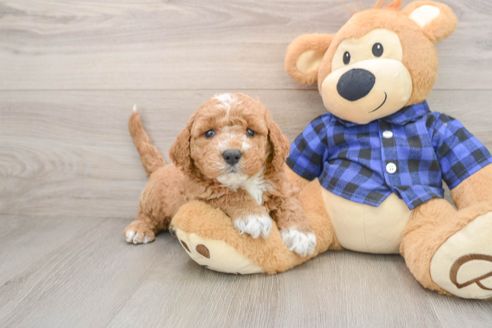 Mini Goldendoodle Pup Being Cute