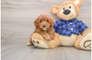 Mini Goldendoodle Puppy for Adoption