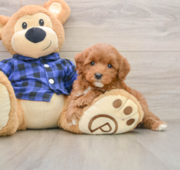 6 week old Mini Goldendoodle Puppy For Sale - Premier Pups