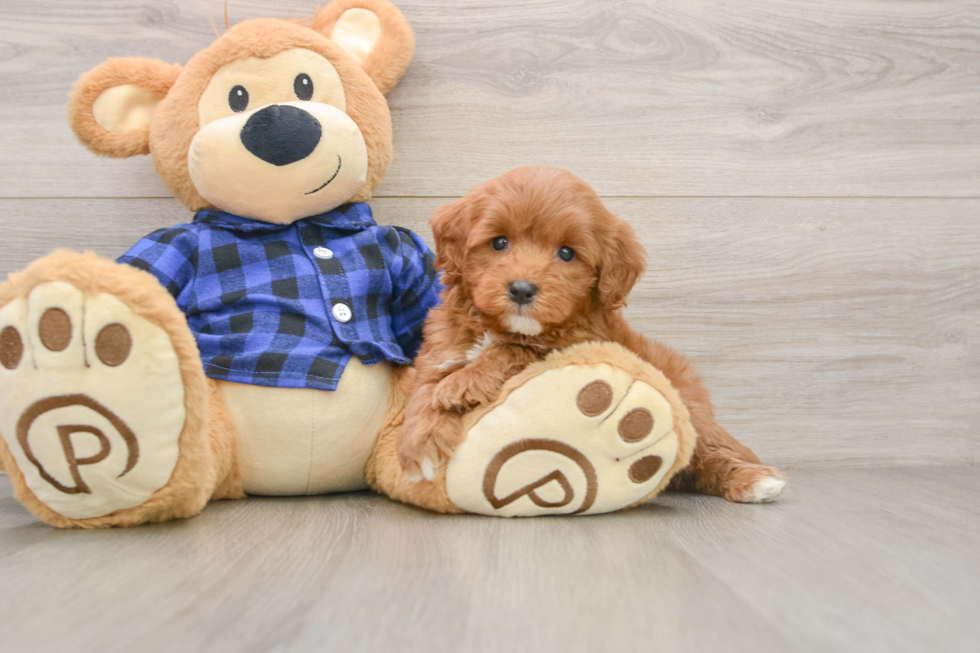 Energetic Golden Doodle Poodle Mix Puppy