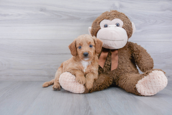 Adorable Golden Retriever Poodle Mix Puppy