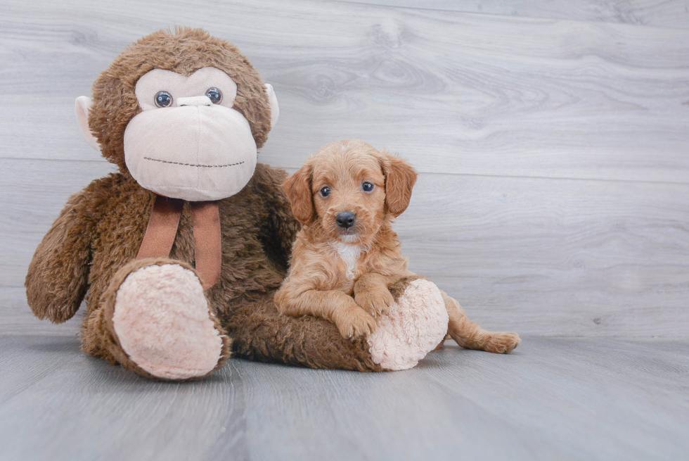 Mini Goldendoodle Puppy for Adoption