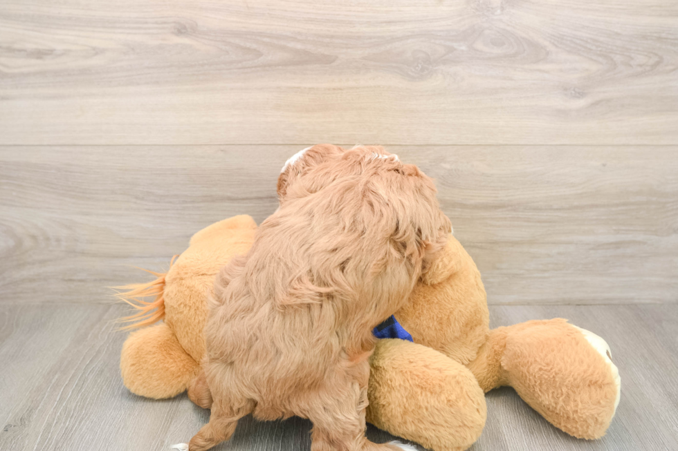 Small Mini Goldendoodle Baby