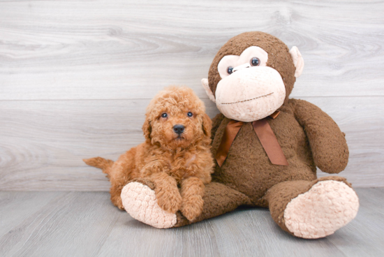 Mini Goldendoodle Pup Being Cute