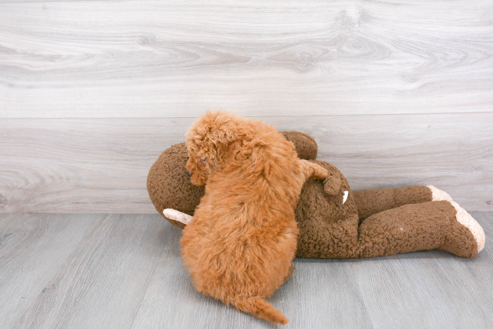 Mini Goldendoodle Pup Being Cute