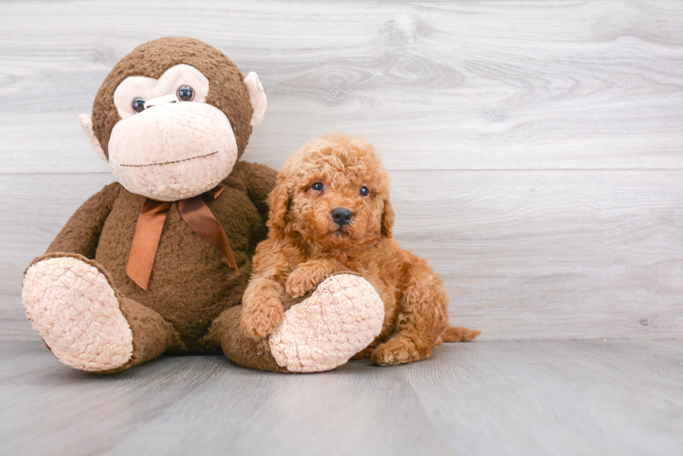 Friendly Mini Goldendoodle Baby