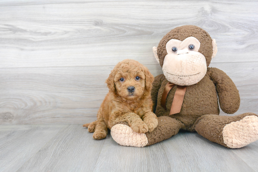 Friendly Mini Goldendoodle Baby