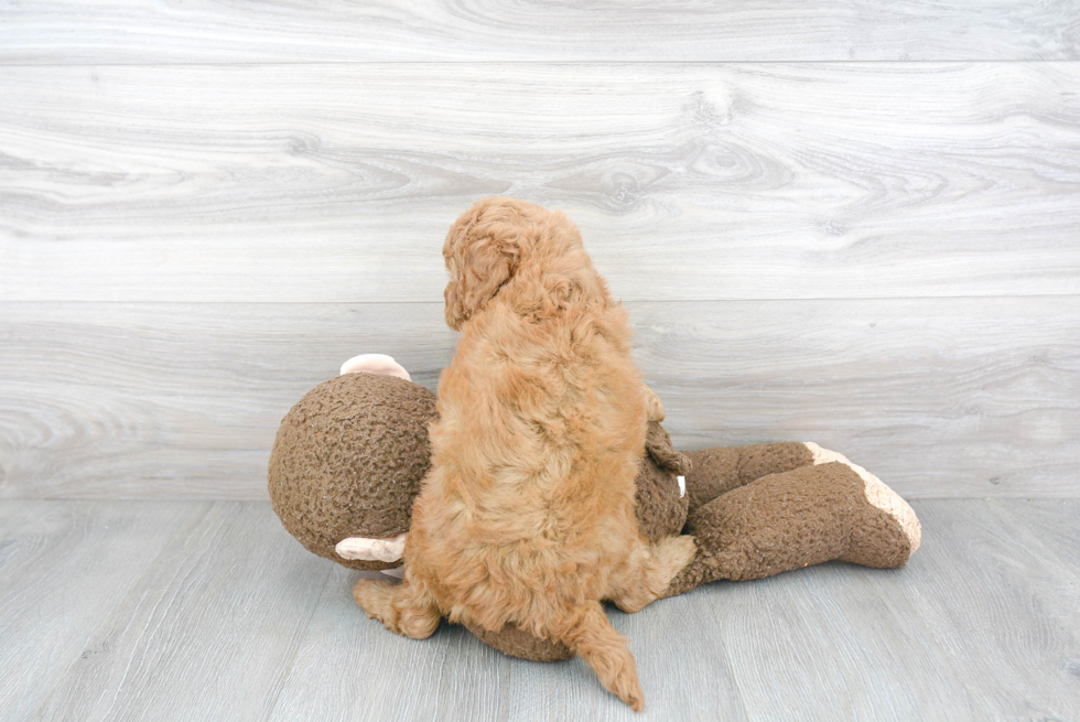 Best Mini Goldendoodle Baby