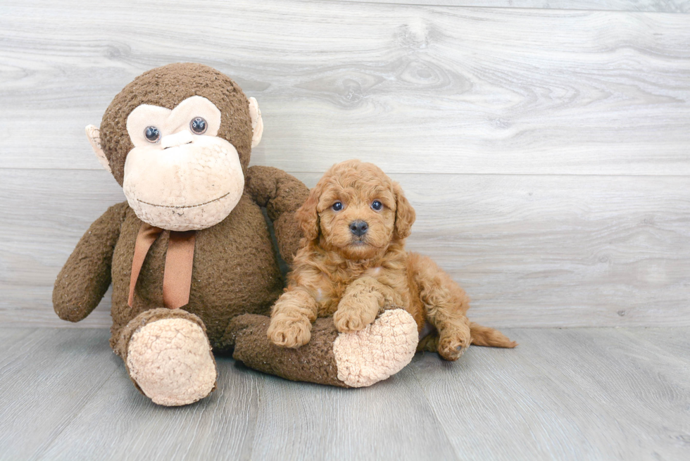 Best Mini Goldendoodle Baby