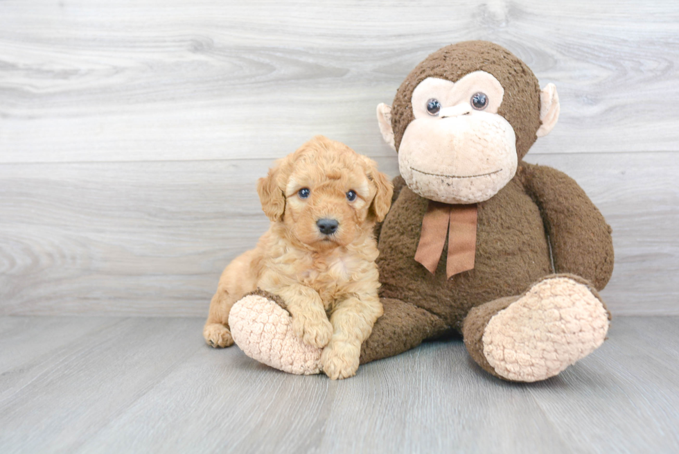 Cute Mini Goldendoodle Baby