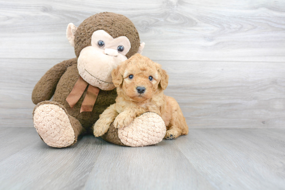 Adorable Golden Retriever Poodle Mix Puppy