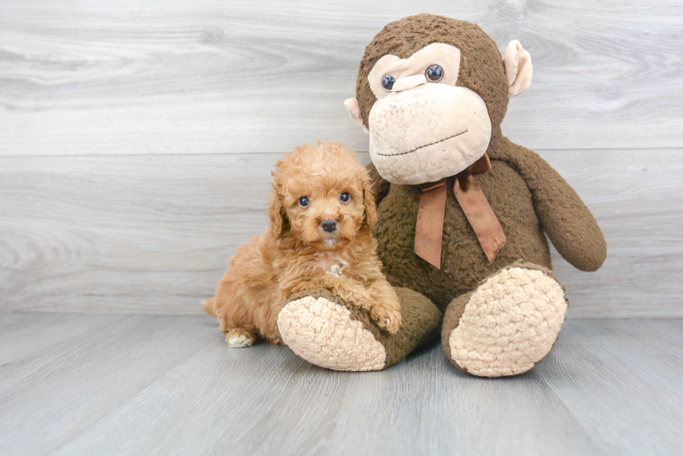 Mini Goldendoodle Pup Being Cute