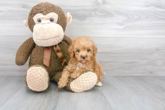 Hypoallergenic Golden Retriever Poodle Mix Puppy