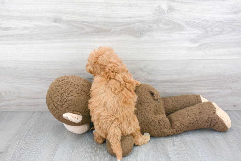 Mini Goldendoodle Puppy for Adoption