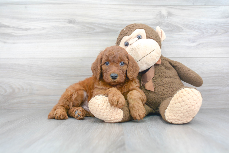 Happy Mini Goldendoodle Baby