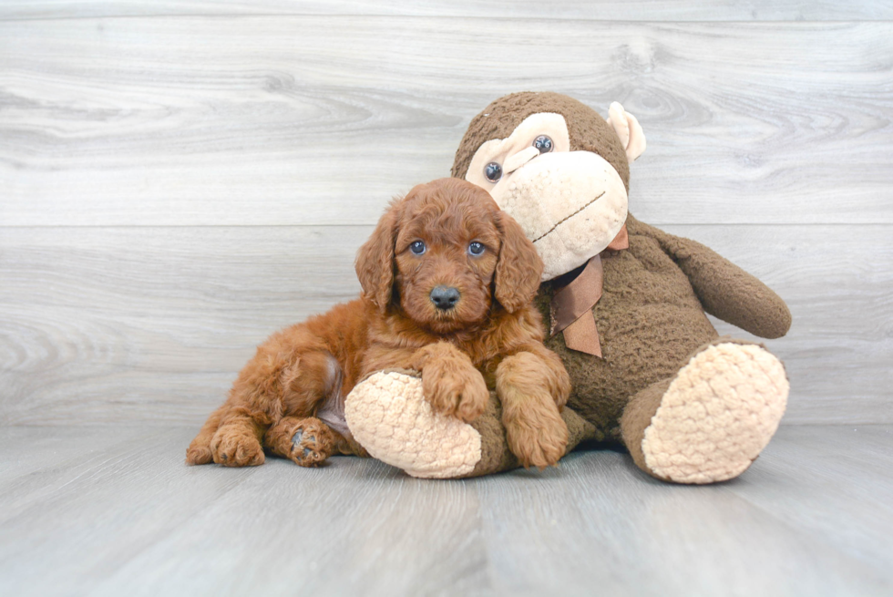 Happy Mini Goldendoodle Baby