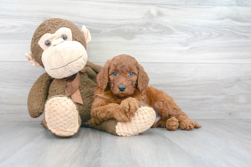 Mini Goldendoodle Puppy for Adoption