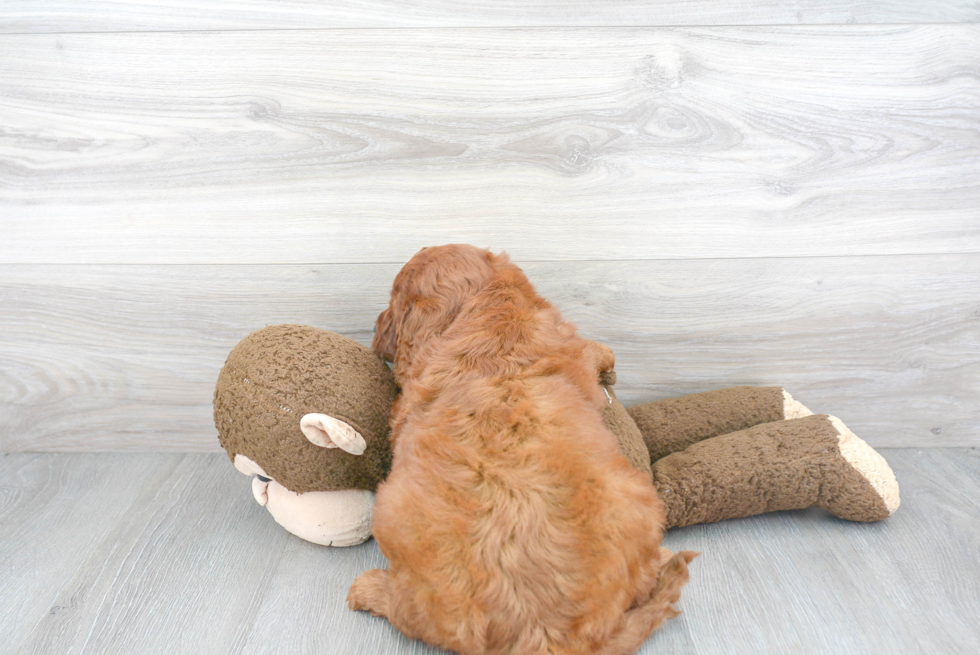 Fluffy Mini Goldendoodle Poodle Mix Pup