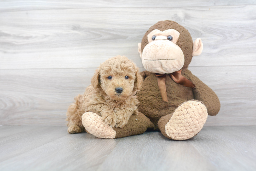 Little Golden Retriever Poodle Mix Puppy