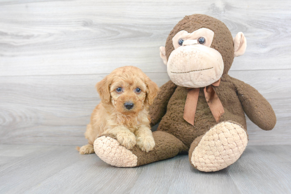 Sweet Mini Goldendoodle Baby