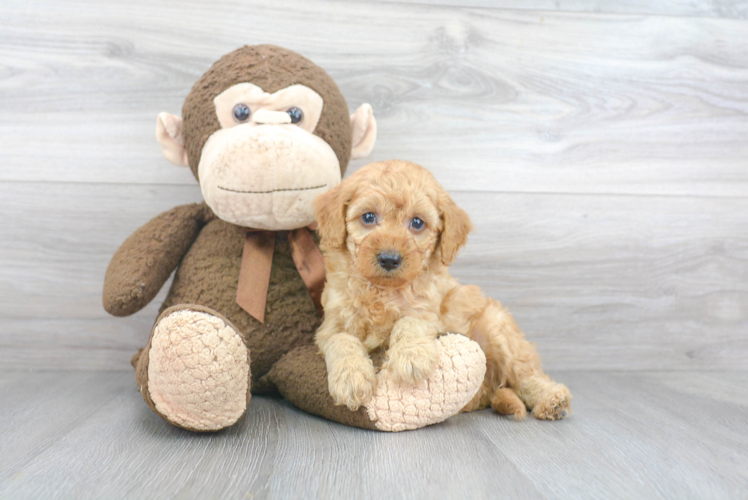 Best Mini Goldendoodle Baby