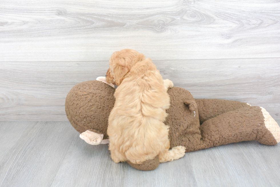 Mini Goldendoodle Puppy for Adoption