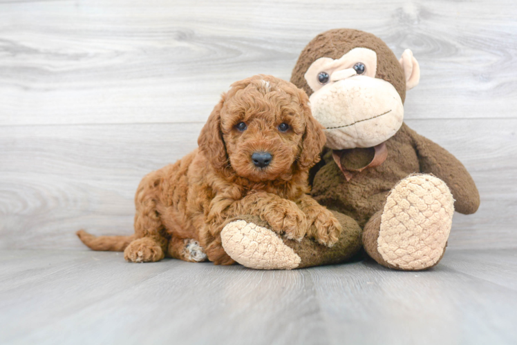 Happy Mini Goldendoodle Baby