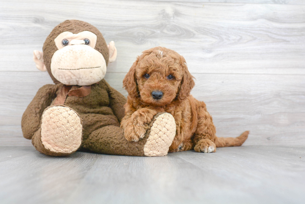 Little Golden Retriever Poodle Mix Puppy