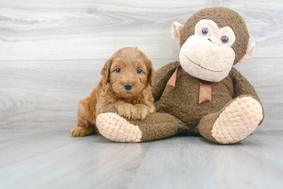 Best Mini Goldendoodle Baby